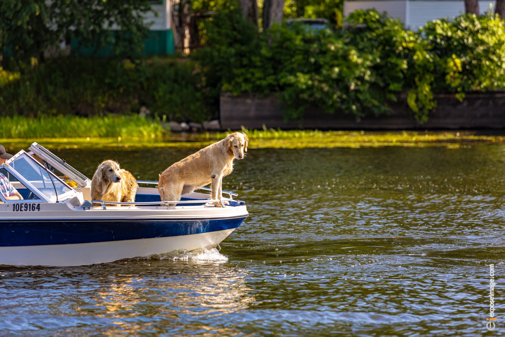 Chiens dans le bateau